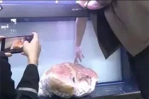 Vớt được tảng thịt khổng lồ, ai ngờ là "báu vật" giá nghìn tỷ đồng