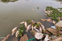 Hải Dương: Cá chết trôi tràn ngập sông Sặt, máy xúc được điều trục vớt