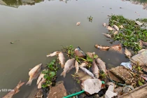 Hải Dương: Cá chết trôi tràn ngập sông Sặt, máy xúc được điều trục vớt