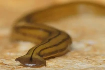 Loài sinh vật kỳ lạ, có khả năng tự "tái sinh" độc đáo