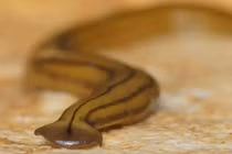 Loài sinh vật kỳ lạ, có khả năng tự "tái sinh" độc đáo