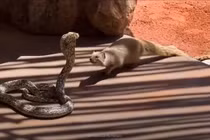 Vì sao cầy mangut là "khắc tinh" của loài rắn?