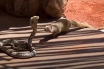 Vì sao cầy mangut là "khắc tinh" của loài rắn?