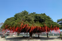 Ngắm cây sanh cổ thụ thế mâm xôi tuyệt đẹp ở Huế