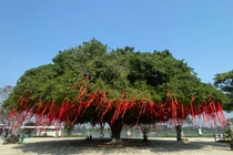 Ngắm cây sanh cổ thụ thế mâm xôi tuyệt đẹp ở Huế