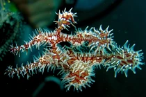 Loài cá có hình thù kỳ dị, khả năng “tàng hình” đặc biệt