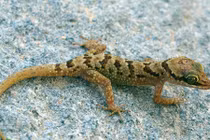 Phát hiện loài thằn lằn chân ngón mới ở Việt Nam