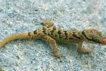 Phát hiện loài thằn lằn chân ngón mới ở Việt Nam