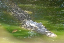 Cận cảnh nơi nuôi thủy quái khổng lồ, dài 3,5m ở miền Tây