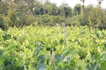 Bất ngờ loại rau mọc dại, xưa bị "ngó lơ" nay "lên đời" thành đặc sản