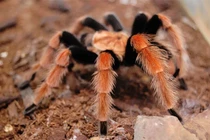 Top 7 loài động vật tại Việt Nam độc tố cực mạnh