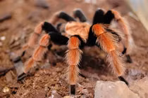 Top 7 loài động vật tại Việt Nam độc tố cực mạnh