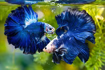 Loài cá chọi đắt đỏ, vẻ ngoài đẹp không thể rời mắt