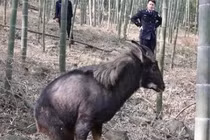 Lão nông leo núi thấy con vật lạ, cảnh sát phong tỏa cả ngôi làng vì...