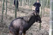 Lão nông leo núi thấy con vật lạ, cảnh sát phong tỏa cả ngôi làng vì...