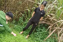 Gần 1.000 cây thuốc phiện trồng trong vườn nhà dân ở Lạng Sơn