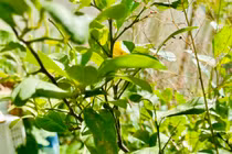 Vườn rau xanh mướt mắt của mẹ ruột Hà Hồ 