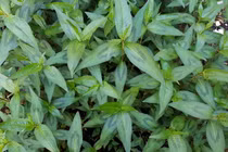 Những loài cây cực lạ thuộc họ Rau răm