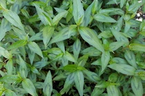 Những loài cây cực lạ thuộc họ Rau răm