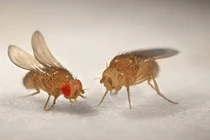 Khám phá bất ngờ về loài ruồi giấm 