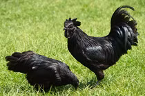 "Điểm mặt" 6 giống gà quý đắt nhất Việt Nam