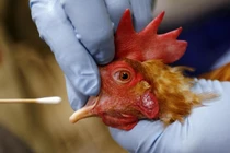 Ca mắc cúm A(H9) đầu tiên ở Việt Nam: 6 cách phòng, chống bệnh