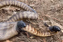 Hổ mang chúa dài 4,5 mét nuốt chửng đồng loại