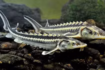 Câu cá, bất ngờ đụng trúng "quái ngư" dài gần 2,5 mét