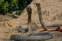 Bị rắn hổ mang phun nọc độc vào mặt, có bị nhiễm độc?