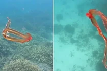 Thủy quái cực hiếm bất ngờ lượn lờ trên mặt biển