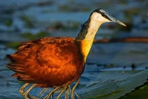 "Quái thú nhiều chân" xuất hiện trên mặt nước gây hoang mang