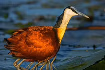 "Quái thú nhiều chân" xuất hiện trên mặt nước gây hoang mang