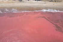 Xác định nguyên nhân khiến nước biển ở Hà Tĩnh chuyển màu đỏ