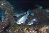 Loài cá hiếm chỉ còn 38 con, sống trong "động quỷ"