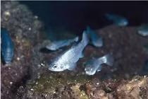 Loài cá hiếm chỉ còn 38 con, sống trong "động quỷ"