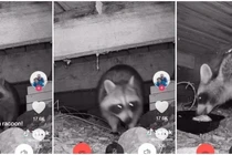 Đang dọn nhà, hốt hoảng thấy sinh vật kỳ lạ nấp dưới sàn