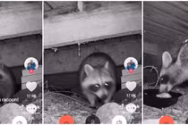 Đang dọn nhà, hốt hoảng thấy sinh vật kỳ lạ nấp dưới sàn