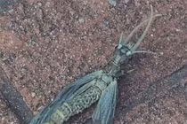 Sinh vật lạ hệt chuồn chuồn "đột biến" quằn quại trên nền gạch