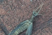 Sinh vật lạ hệt chuồn chuồn "đột biến" quằn quại trên nền gạch