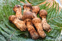 Vì sao nấm tùng nhung cực quý hiếm, đắt đỏ?