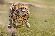 Top 8 "vua tốc độ" trong thế giới động vật