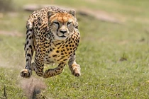 Top 8 "vua tốc độ" trong thế giới động vật