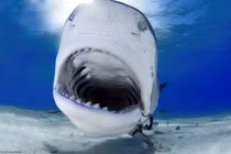 Lộ diện "quái vật" 65 triệu tuổi, là sát thủ hàng đầu đại dương