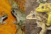 Tuyệt chiêu của ếch cái, giả chết để qua mặt “kẻ si tình”