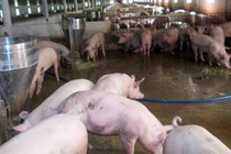 Vi phạm môi trường, Công ty Đầu tư Sơn An bị phạt 320 triệu đồng