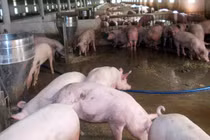 Vi phạm môi trường, Công ty Đầu tư Sơn An bị phạt 320 triệu đồng