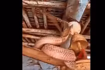 Nhìn lên quạt trần, thất kinh thấy rắn hổ mang chúa đang cuộn mình