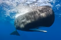 Vô tình nhặt được "vật thể lạ" ở biển, thanh niên chớp mắt đổi đời