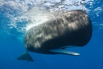 Vô tình nhặt được "vật thể lạ" ở biển, thanh niên chớp mắt đổi đời