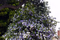 Độc lạ loài hoa đủ 3 màu, hương thơm quyến rũ